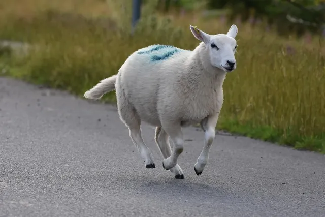 Salle à manger / Restaurant - souris d'agneau